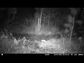 03022023 bobcat wildhogs