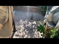 Backyard Chickens Vlog