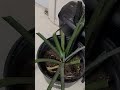 How to propagate pineapples