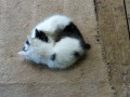 Kittens plays again 3