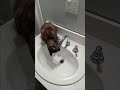 Cat vs. faucet, round 5