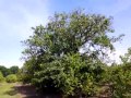 Citrus tree removal