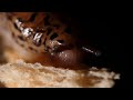 A slug eating a piece of bread 🐌🍞