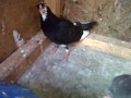 birmingham rollers. november bred young birds 2012