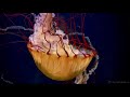 jellyfish 3 mbps hd h264