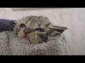 First bath for street kitten / help in our life