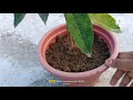 point sethiya plant ko winter garden ke liye kaise ready Karen