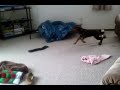Funny Doberman Pinscher Puppy Dog Plays w/Sock & Toys