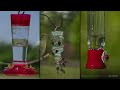 Ruby-throated Hummingbird | The Most Widespread of all