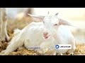 5 Most Weird Goat Breeds in the World | Wild Whim