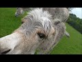 Donkey Love - Kinderboerderij Leeuwarden