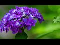 しようぶ沼公園の紫陽花/ダンスパーティーで盛り上がる-DANCE PARTY hydrangea at Shobunama Park TOKYO