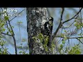 とんでもない野鳥たちに会えることが確定している場所に行ってきました《α6700野鳥撮影｜Wildlife Photography》