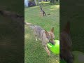 Under The Oak Tree! #germanshepherd #gsdmode4life #happypuppy #sillypuppy #jollyball #gsdforever