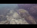 SCUBA Diving Kapalua Bay 3-3-18