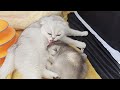 Cutest video about a mother's love for a kitten 😊🥰