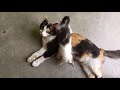 kitten playing with mother|Cute video