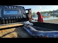 Gotong royong mengangkat ikan Marlin Jumbo!!