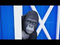 Gorilla's Heroic Rescue: Saving a Cow from a Fire Accident | Animal Rescue Videos 2024
