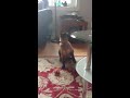 Cat Doing Tricks