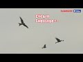 MY RC EAGLE ATTACKED BY BIRDS OF PREY ! Go Go Bird EAGLE 1020 RC Ornithopter