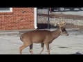 Buck strolling by in Salem, Va