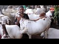 Deonar Bakra Mandi ke Sabse Heavy Barbari Bakre | Biggest Goats | Narkar Bros