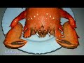 GIANT CURACHA CRAB #curacha#crab#seafood#satisfying#youtubevlog