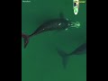 Giant Whale Approaches Unsuspecting Paddle Boarder