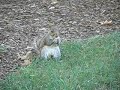 July 2010 - Squirrel Eating a Nut