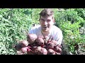 Game Changing Beet Planting Method With Mind Blowing Results
