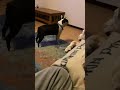 Boston terrier wants pets