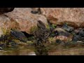 Α bird taking a bath in a serene lake