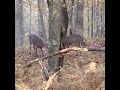 Whitetail Buck Sparring