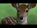 White Tailed Deer Fawn Digital Painting with Story