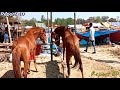 ঐতিহ্যবাহী গোপীনাথপুর ঘোড়ার মেলা || Gopinathpur Horse Fair || 2020 || হাজেরা ভিশন