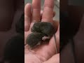 Baby mice like to play after their breakfast