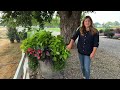 September Garden Tour! 🌿 See How it Looks After Over a Month of 100+ Degree Heat! 🥵