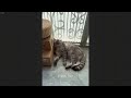 Funniest Cats And Dogs Videos 2024😹You Laugh You Lose 🐶