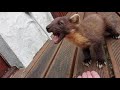 Pine marten versus wildcat