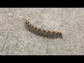 Interesting Caterpillar 2