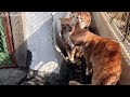 Two stray cats are tearing each other apart and no one can stop them!#cat #catshorts #catvideo #cute