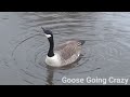 Goose Is Crazy
