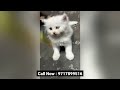 Persian Cats and Kittens For Sale in Delhi NCR | Cash on Delivery | All colours | Black, White cats