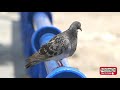 BEAUTIFULL PIGEON WORLD