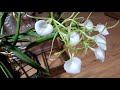 12.04.21 Another Brassavola Ochids in Bloom
