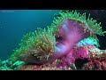 Aquarium 4K (ULTRA HD) -  Dive Into The Mesmerizing Underwater Realm, Sea Jellyfish, Coral Reefs #15