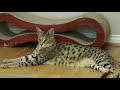 5 Reasons for OWNING a Savannah cat