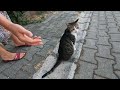 Two cats meowing in different tones are so cute but their friend are a little jealous
