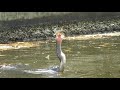 Anhinga & Egret Find Perfect FIshing Spot At Dam 8.18.19